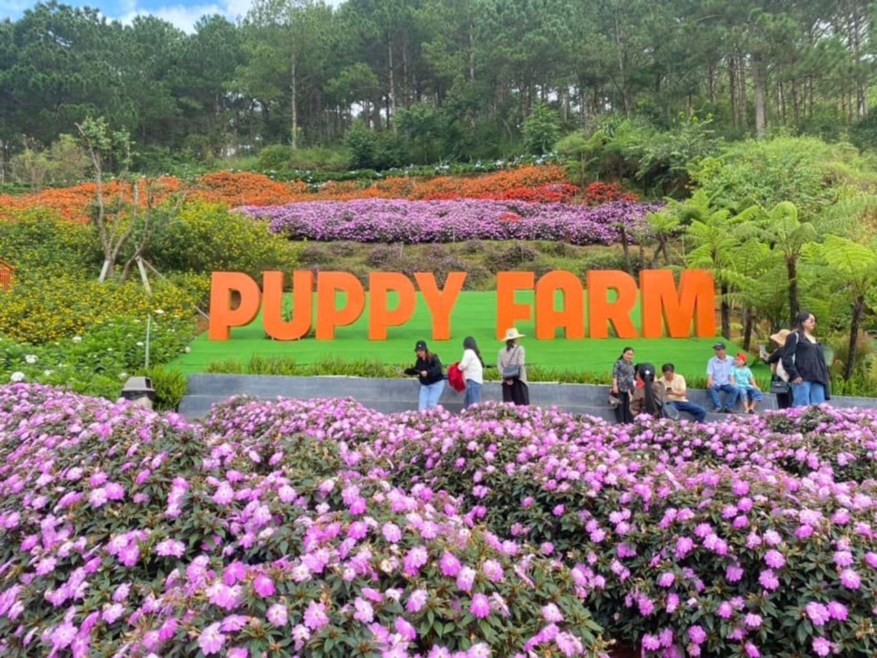Puppy Farm