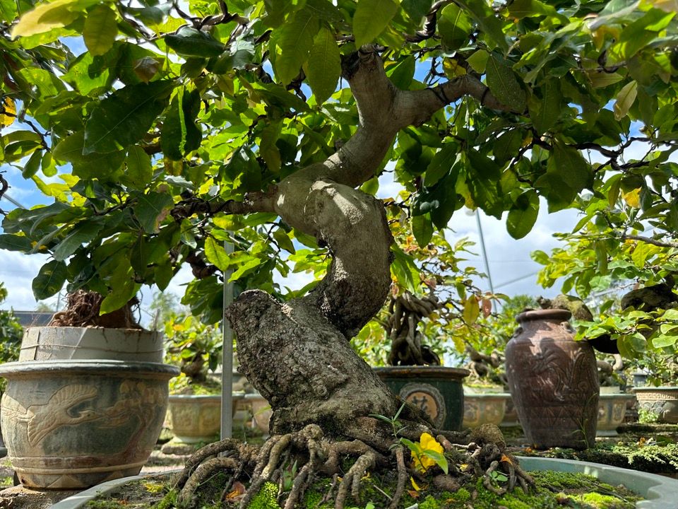 Làng mai bonsai Bình Định